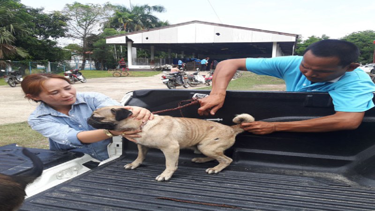 ป้องกันการระบาด!! ชาวบ้านตื่นตัว..แห่นำสุนัขและแมว ออกมารับบริการฉีดวัคซีนป้องกันโรคพิษสุนัขบ้ากันเป็นจำนวนมาก  (ชมคลิป)