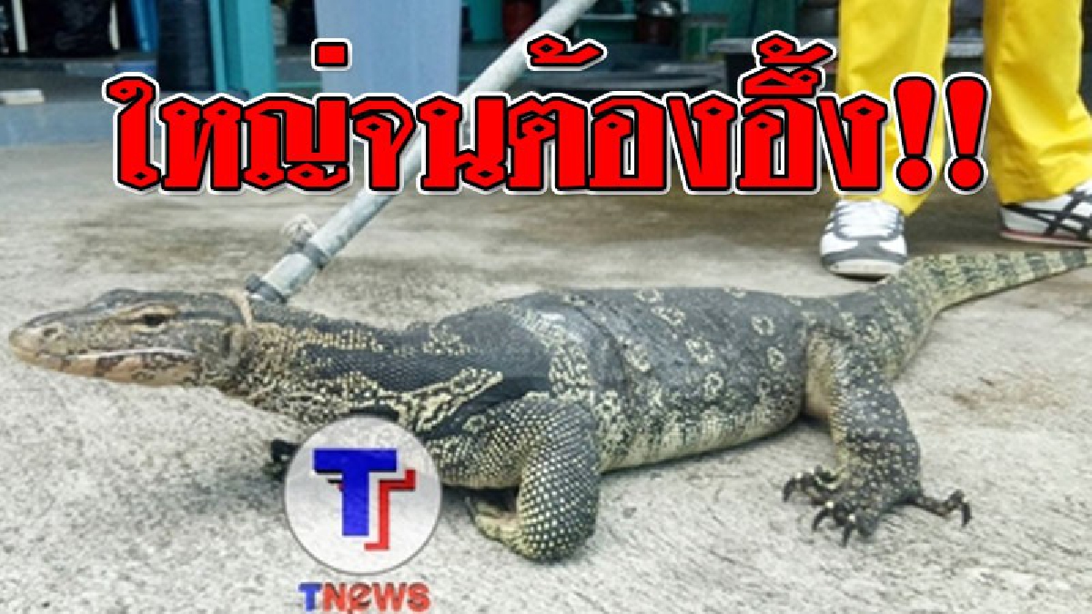 ใหญ่เท่าเด็ก ! สุนัขเห่ามไม่หยุด จนต้องออกมาดู แทบเป็นลม..เจอจังๆ ตะกวดตัวยักษ์ มองเผินๆนึกว่าจระเข้! โร่ จนท. มาจับด่วน!? (ชมคลิปจับ)