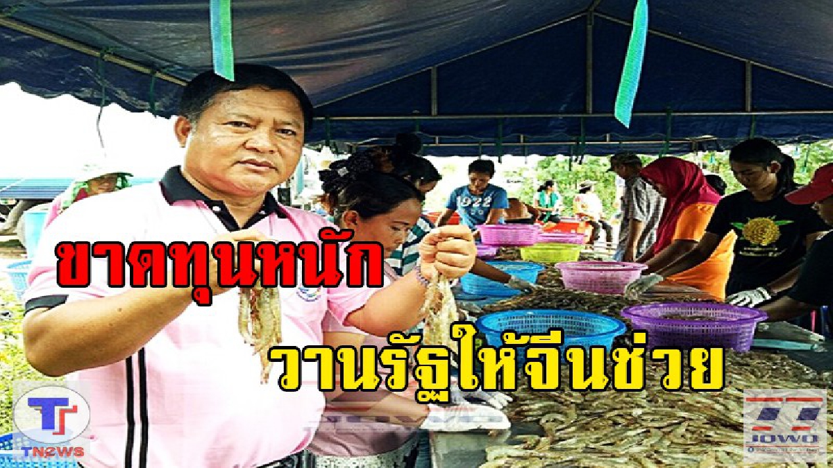 กุ้งราคาวิกฤต..!! เกษตรกรแห่จับกุ้งขายหนีตาย ขาดทุนหนัก (มีคลิป)