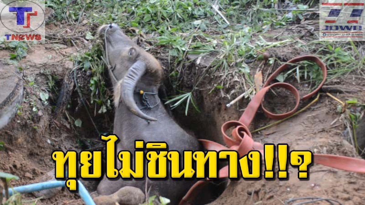 ลุ้นระทึก !! สุดทุลักทุเล ช่วยไอ้ทุยแม่ลูกอ่อน พลัดตกลงไปบ่อเกรอะ นานกว่า 3 ชั่วโมง เจ้าของเผยซื้อมายังไม่ข้ามวัน (คลิป)