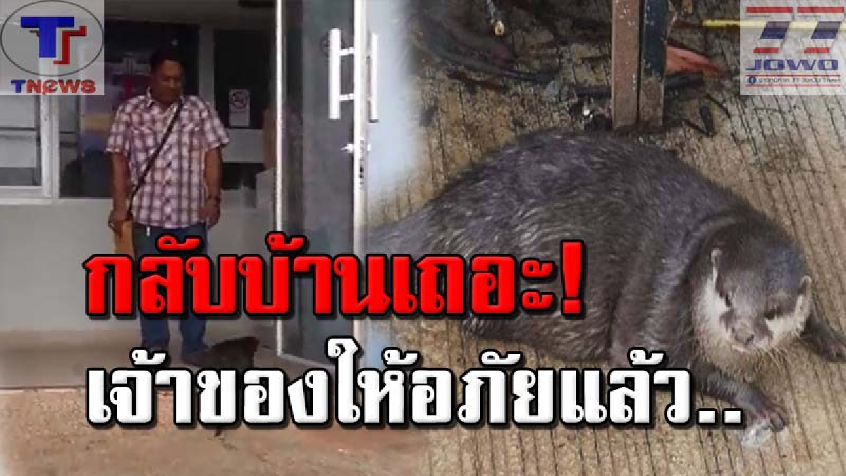 ตื่นทั้งสำนักงาน!! ตัวนากอ้วนพี โผล่วิ่งไปทั่วสำนักงานเจ้าท่าภูมิภาคสาขากระบี่ ทำเอาพนักงาน ตามจับกันวุ่น (คลิป)
