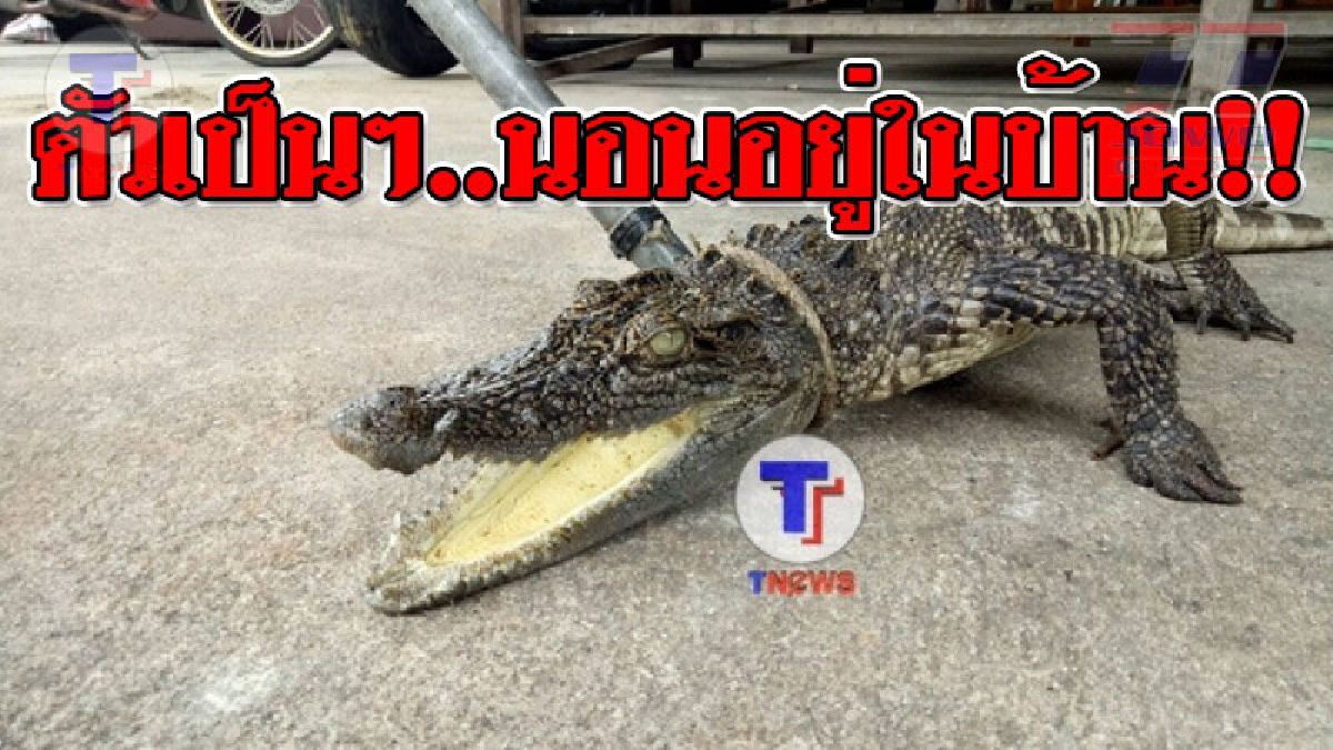 ด่วน..จระเข้หลุด ! งานนี้ผวากันทั้งบาง หลังพบจระเข้ตัวบิ๊ก นอนอ้าปากอยู่ในบ้าน? โร่แจ้ง จนท.จับด่วน! แต่มันก็ไม่ง่าย..เพราะสู้ขาดใจ!! (คลิป)