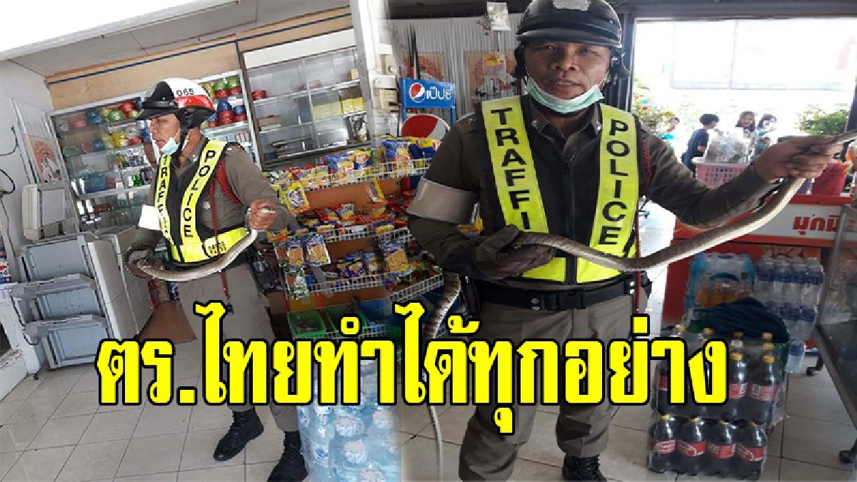 เสียงกรี๊ดลั่นร้าน !! รองสวป.คนกล้า บุกจับ งูสิงดง ตัวอย่างใหญ่ หลังเลื้อยหนีฝนซุกร้านขายของ แม่ค้าแตกกระเจิง