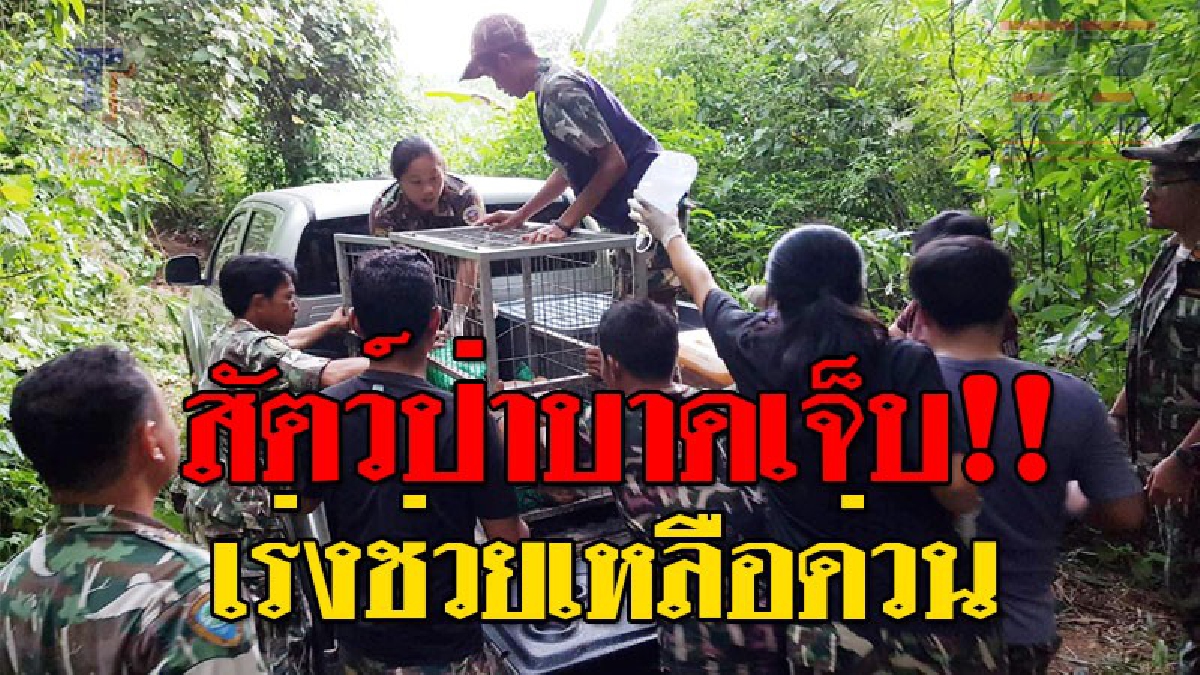 เร่งช่วยเหลือด่วน!! ชุดลาดตะเวนอารักขาคุ้มครองสัตว์ป่า พบเนื้อทรายถูกทำร้าย ได้รับบาดเจ็บ เร่งประสานขอความช่วยเหลือจากสัตวแพทย์!?