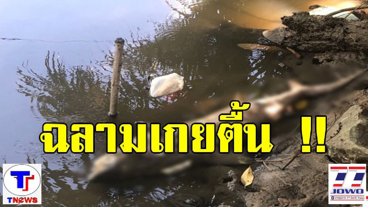 ซากฉลามขาว...เกยตื้นหลังโรงเรียน!! คาด ถูกตัวเงินตัวทองกัดแทะ (มีคลิป)