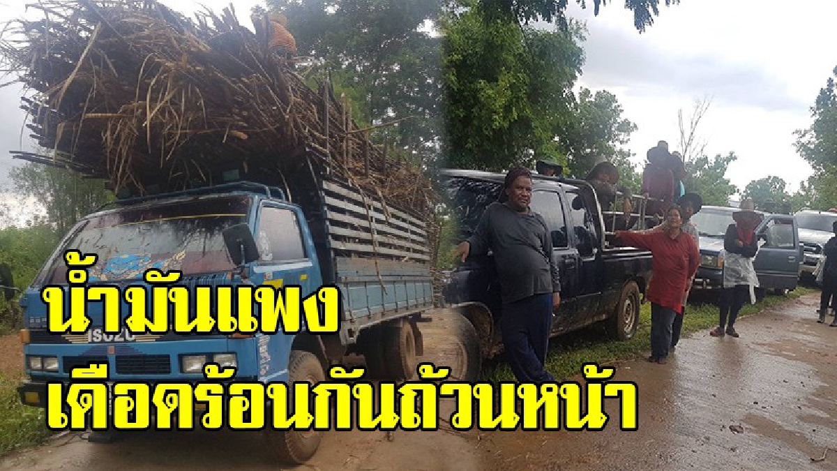 เกษตรกรชาวไร่อ้อยโคราชได้รับผลกระทบหลังจากราคาน้ำมันปรับตัวสูงขึ้นจำเป็นต้องแบกรับพาระ(มีคลิป)
