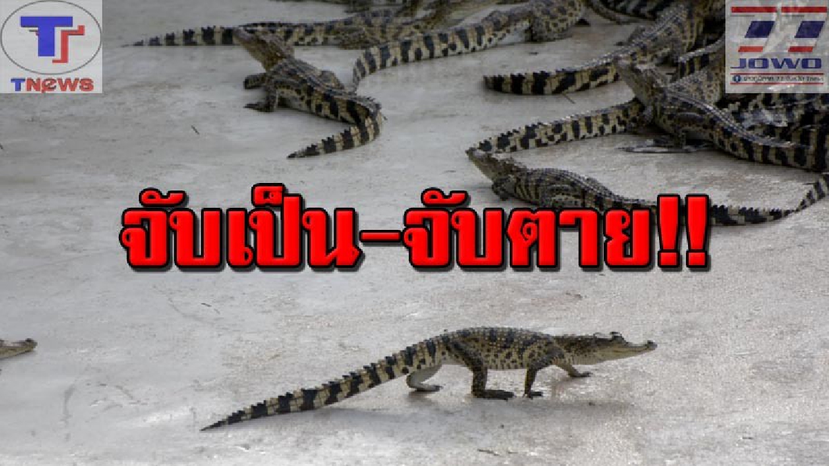 #ล่าค่าหัว !!! ชาวบ้านผวา ฝูงลูกจระเข้กว่า 10 ตัว หลุดฟาร์ม เจ้าของลั่น !! ตั้งรางวัลชาวบ้านที่ส่งคืน ไม่ว่าจะเป็นหรือตาย (คลิป)