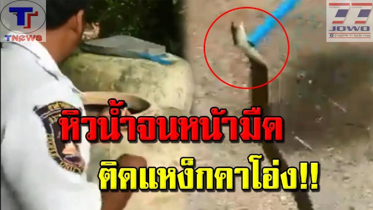 #โอ่งดักงู !!! สุดผวา..อสรพิษร้ายยาว 2 เมตร เลื้อยหาน้ำในโอ่งประทังชีวิต สุดท้ายติดแหง็ก! ออกไม่ได้ กู้ภัยเร่งช่วยเหลือระทึก (คลิป)