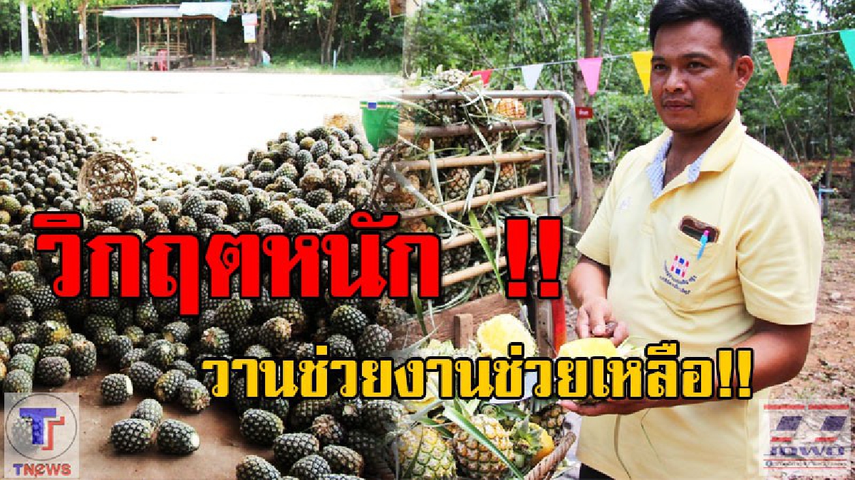 วิกฤตหนัก!! ชาวสวนสับปะรดช้ำ ราคาตกต่ำสุดๆในรอบนับ10ปี วานหน่วยงานเข้าหาทางช่วยเหลือ (มีคลิป)