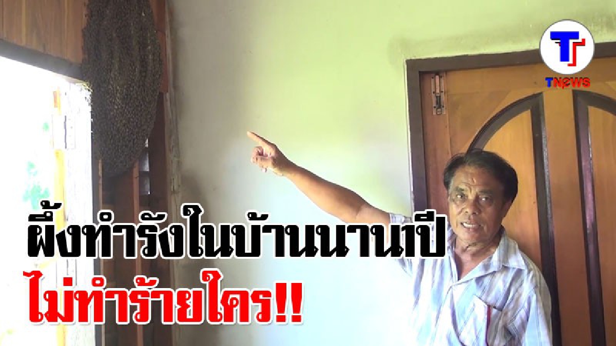 ฮือฮา !! พบผึ้งหลวงทำรังในบ้าน อยู่ร่วมกับคนนานกว่า 1 ปี (มีคลิป)