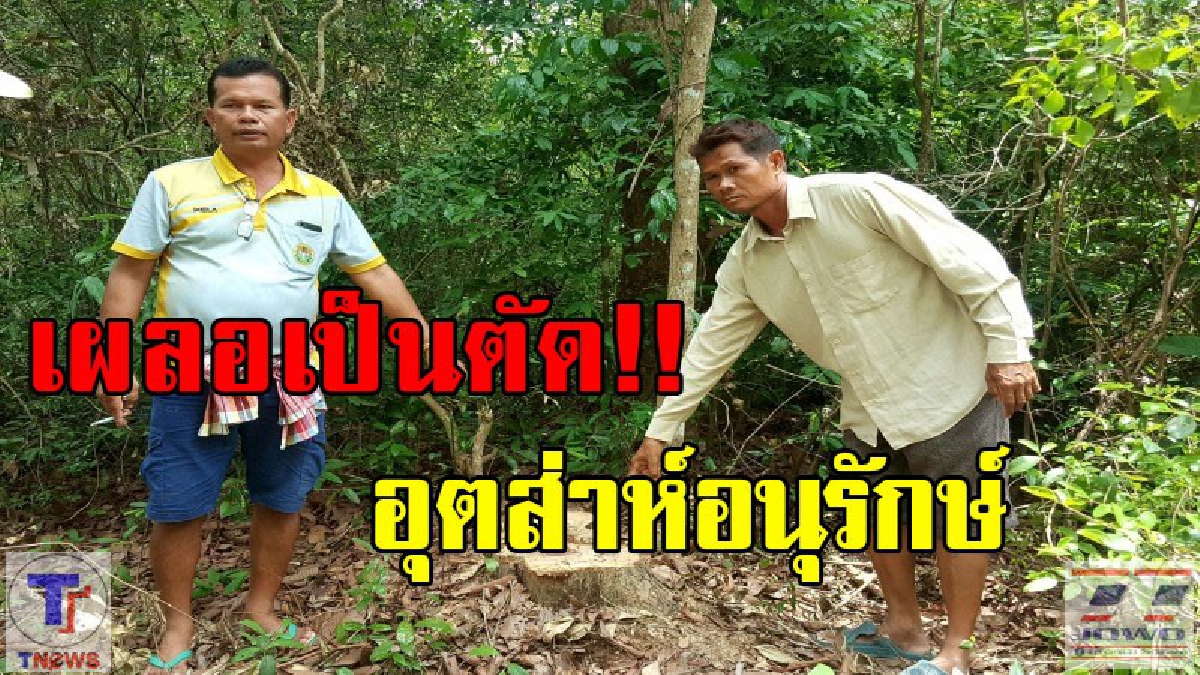 เจ้าของที่เป็นเดือด!! ตั้งใจอนุรักษ์ไม้พะยุงไว้ให้ลูกหลาน แสนเจ็บใจ...ยังแอบเข้ามาตัดไปได้ (มีคลิป)