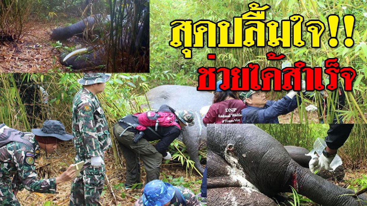 ช่วยช้างบาดเจ็บสำเร็จ!! “ชัยวัฒน์ ลิ้ม”นำทีมสัตวแพทย์ยิงยาสลบช่วยรักษา”ไอ้งาเดียว”ช้างป่าภูวัว (ชมคลิป)
