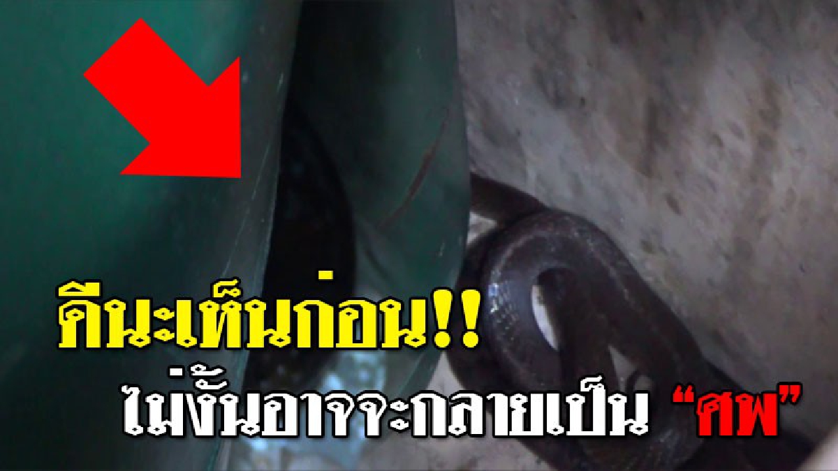 เห็นจังๆ กลัวจนตัวสั่น ! พ่อค้าลูกชิ้นทอดผงะ? เจองูเลื้อยเข้าซ่อนตัวอยู่หลังถังแก๊ส แจ้งกู้ภัยมาจับด่วน! แต่ดูเหมือนไม่ง่ายมันขู่สู้!!