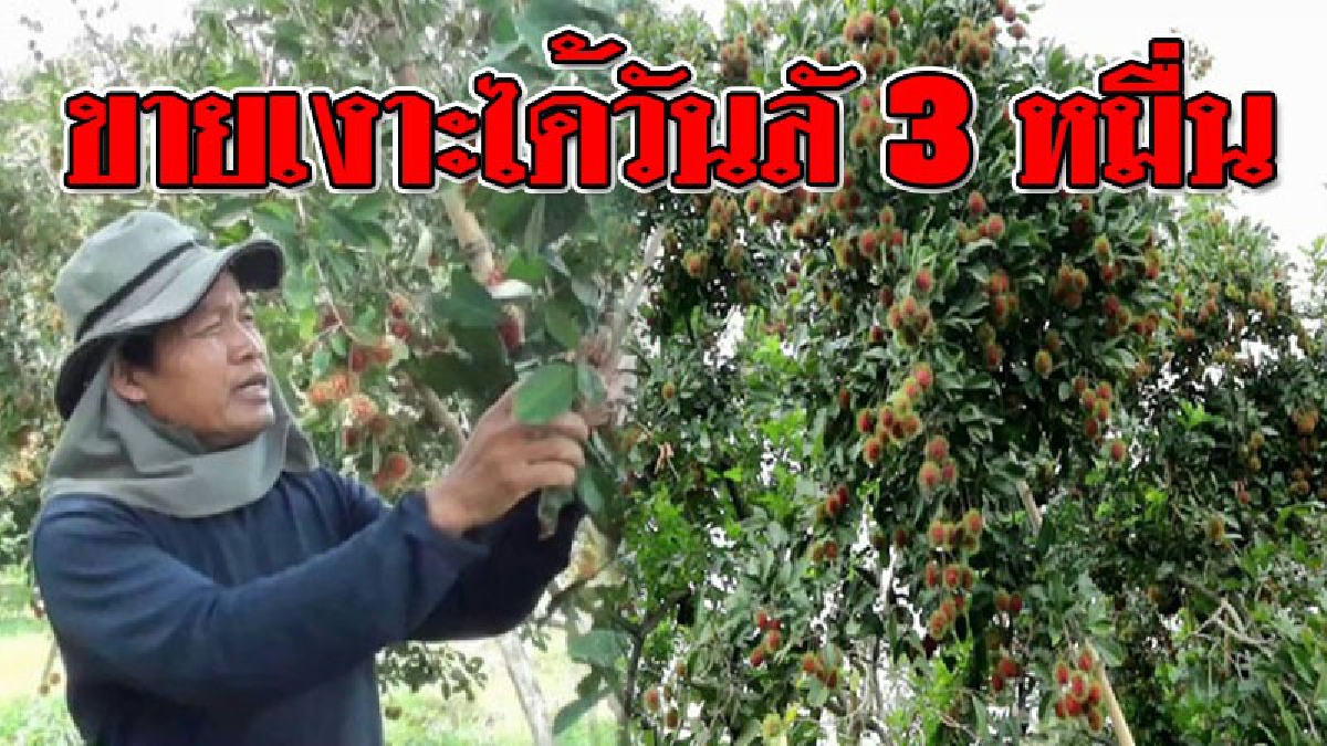 คนจะรวย..ช่วยไม่ได้ ! จากอดีตลูกจ้างสวนผลไม้ หวนคืนบ้านเกิด ปลูก "เงาะ" ส่งขาย บอกเลย..งานนี้ไม่ธรรมดา ได้เงินวันละ 3 หมื่น!?? (คลิป)