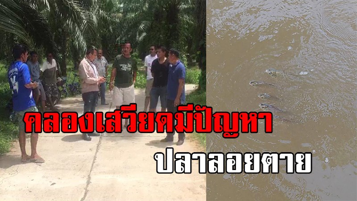 คลองเสวียดมีปัญหา !! ชาวบ้านร้อนใจ สัตว์น้ำลอยตาย ปลาลอยคอสภาพเหมือนขาดออกซิเจน