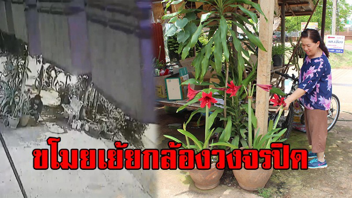 มีกล้องก็ไม่สน !! วงจรปิดจับภาพชัด 3 วัยรุ่น ขโมยต้นไม้เย้ยกล้องวงจรปิด