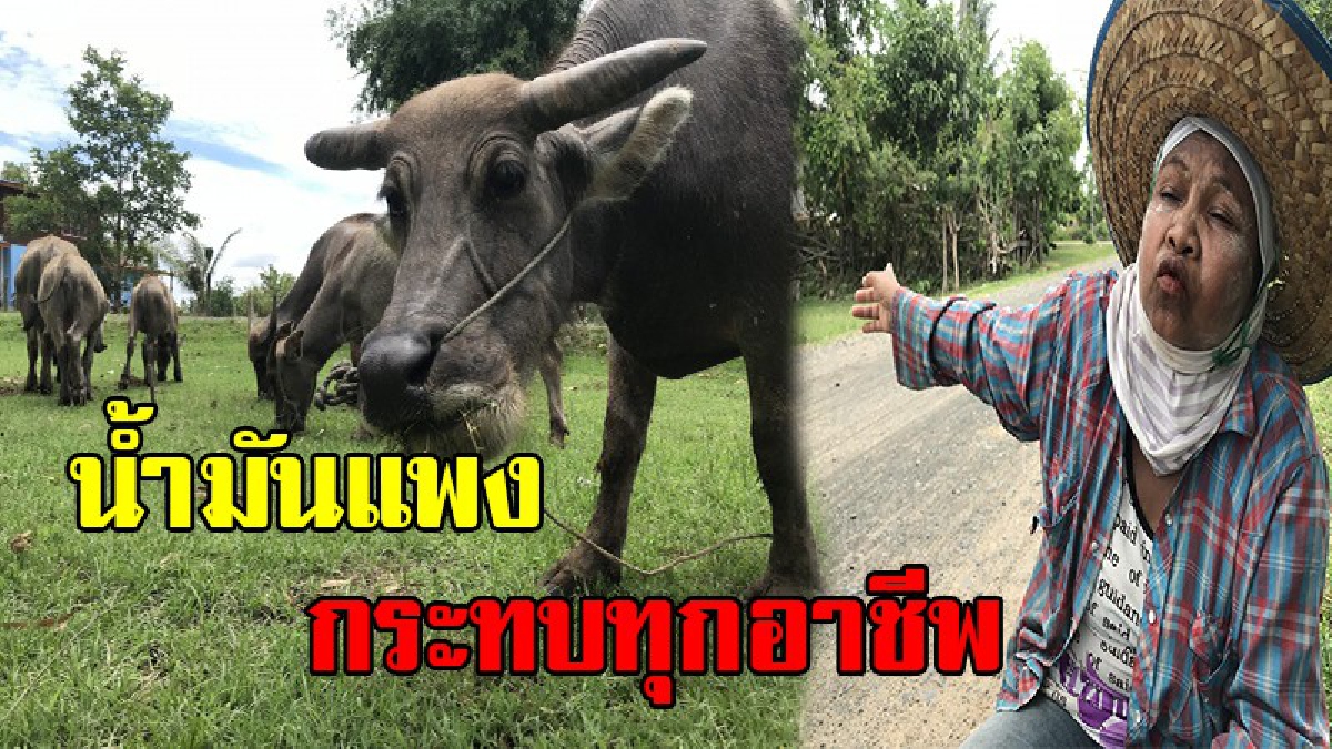 น้ำตา!! &ldquo;คนเลี้ยงควาย&rdquo; ราคาตกต่ำสุด  ยุคน้ำมันแพง  ทำนาก็หวังเทวดาช่วย