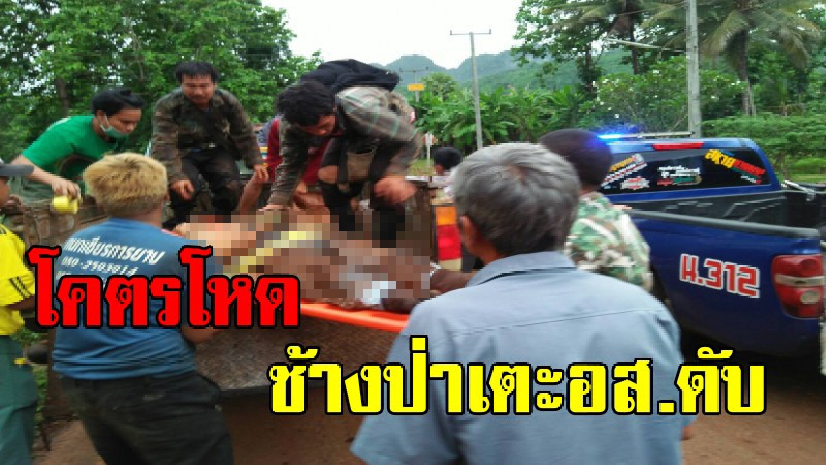โคตรดุ !! ช้างป่าทองผาภูมิสุดโหด เตะชาวบ้านชุดาอาสาเฝ้าระวังช้างป่า เสียชีวิต
