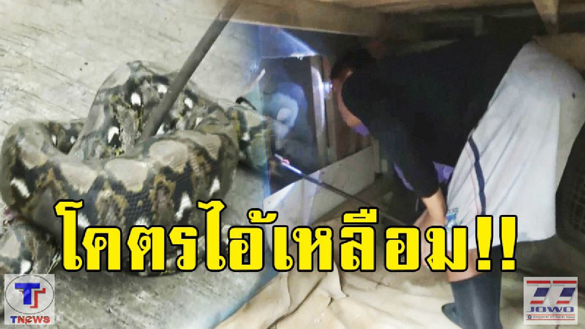 โคตรไอ้เหลือม!!! ยาว 4 เมตร บุกกินไก่ยกเล้า เจ้าของสงสัยไก่หายทุกวัน (มีคลิป)