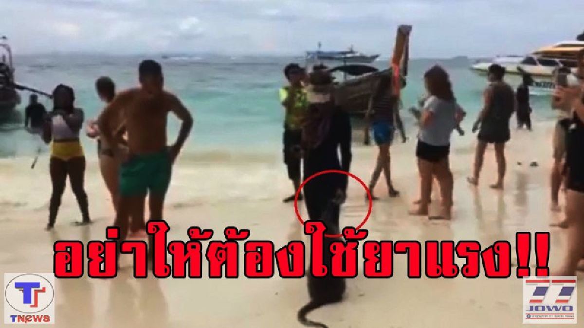 โซเชียลฯ กระบี่สวดยับ!! ร้องตรวจสอบ สาวนำเที่ยว ฝืนคำสั่งห้ามให้อาหารลิง (มีคลิป)