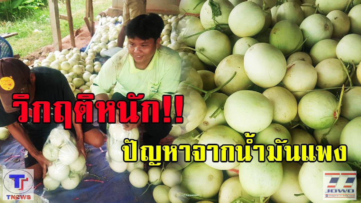 วิกฤติหนัก!! ชาวเกษตรกรเมล่อนโคราชได้รับผลกระทบจากราคาน้ำมันแพง...ถึงแม้จะปรับลดลงแล้วแต่ก็ยังแบกรับพาระค่าขนส่งสูง(มีคลิป)