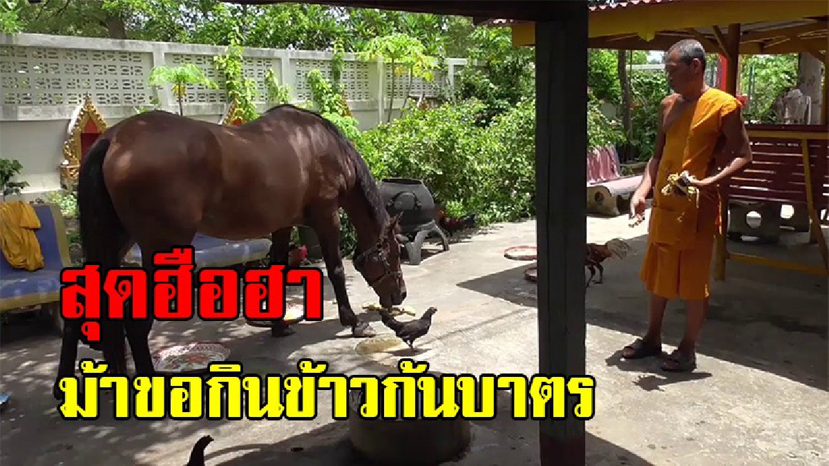 สุดฮือฮา!!นางสงกรานต์ม้าเพศเมียวัย4ปี มาฝากตัวเป็นศิษย์ก้นกุฏิ รอกินข้าวก้นบาตรพระอยู่ทุกวัน