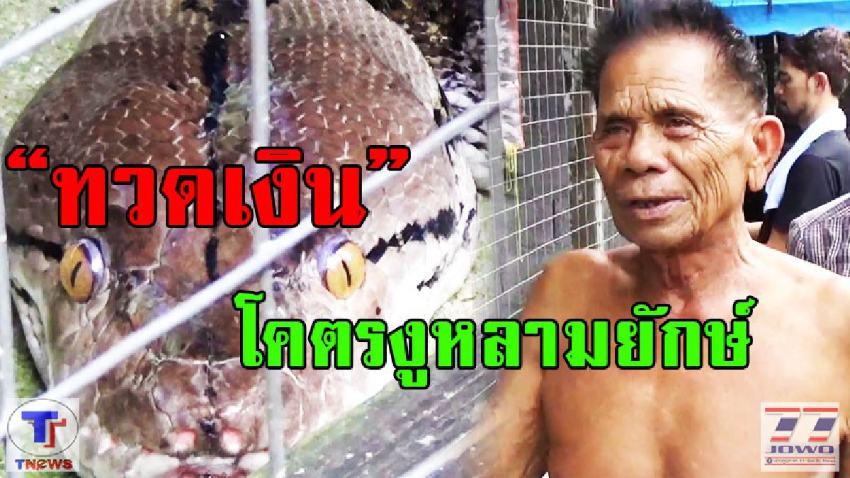 โคตรทึ่งงูรู้ภาษา!! ตัวใหญ่ยาวกว่า 6 เมตร เผย พ่อเฒ่าเลี้ยงมานาน 38 ปี ให้โชคให้ลาภชาวบ้านมานักต่อนัก (มีคลิป)