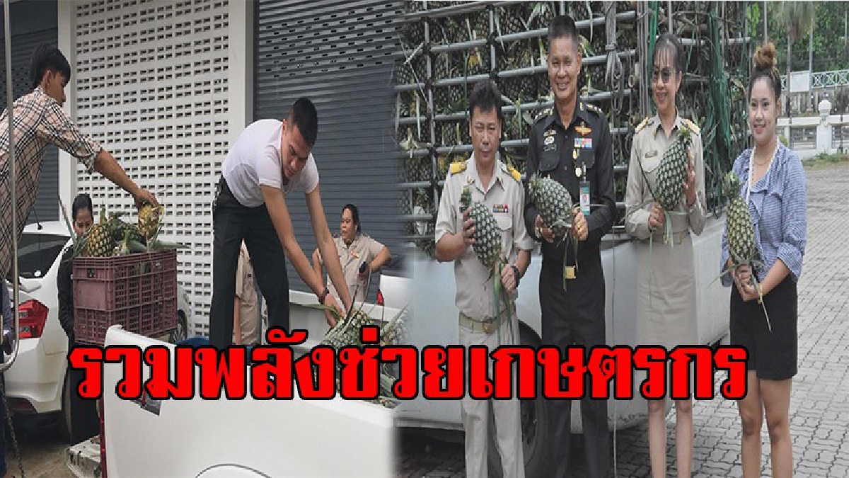คนไทยไม่ทิ้งกัน !! หลายหน่วยงานช่วยรับซื้อสับปะรด ปัตตาเวีย จาก ประจวบคีรีขันธ์