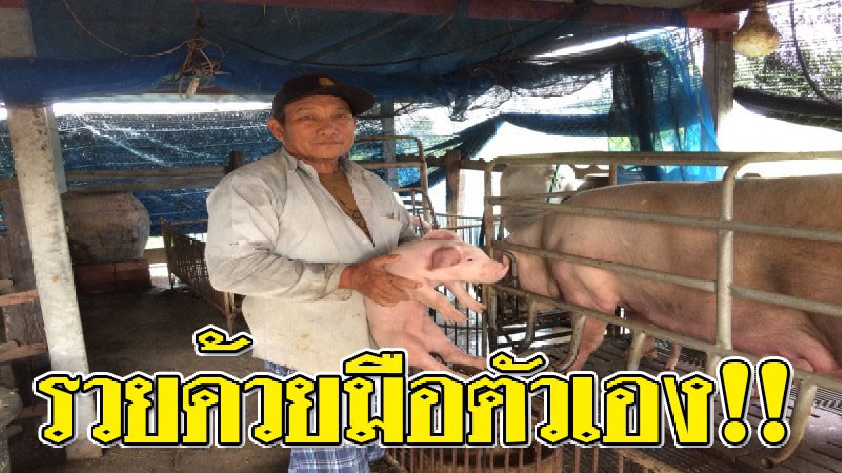 ไม่ต้องโกงก็รวยได้...นายก อบต.โคตรขยัน เลี้ยงหมู เลี้ยงปลาดุก หลังเลิกงานหลวง "ไอดอล" ของชาวนาเมืองช้าง