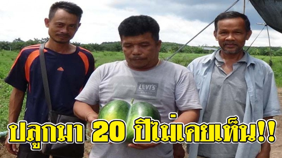อย่างนี้ก็มีด้วย!? คอหวยเมืองคอนแตกตื่น พบ "แตงโมแฝด" สุดแปลก? ไม่พลาดแห่ตีเลขเด็ด เผยปลูกแตงโมนานกว่า 20 ปีไม่เคยพบมาก่อน!! (ชมคลิป)