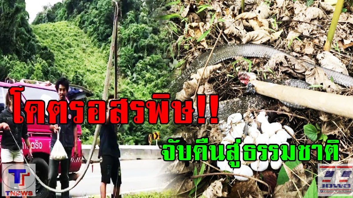 โคตรอสรพิษยักษ์!! หน่วยกู้ภัยบรรเทาสิเกา เข้าจับพ่องูจงอาง ยาวเกือบ 3 เมตร นอนกกไข่ลูกน้อย 46 ใบ เผยในพื้น ตัวที่ 6 แล้วที่จับได้ (มีคลิป)