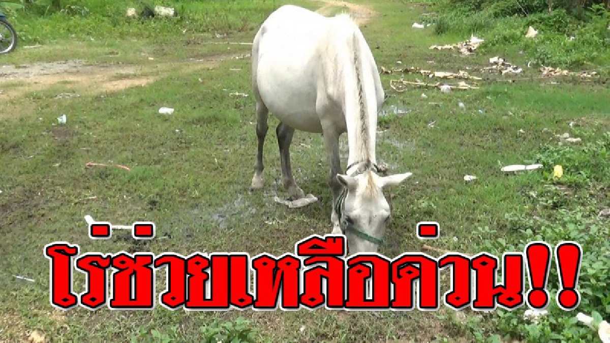 อดสงสารไม่ได้ ! พบม้าท้องแก่ ถูกล่าม ตากแดดตากฝน จนชาวบ้านทนดูมันทรมานไม่ได้ โร่แจ้ง จนท.เข้าช่วยเหลือด่วน!?? (ชมคลิป)