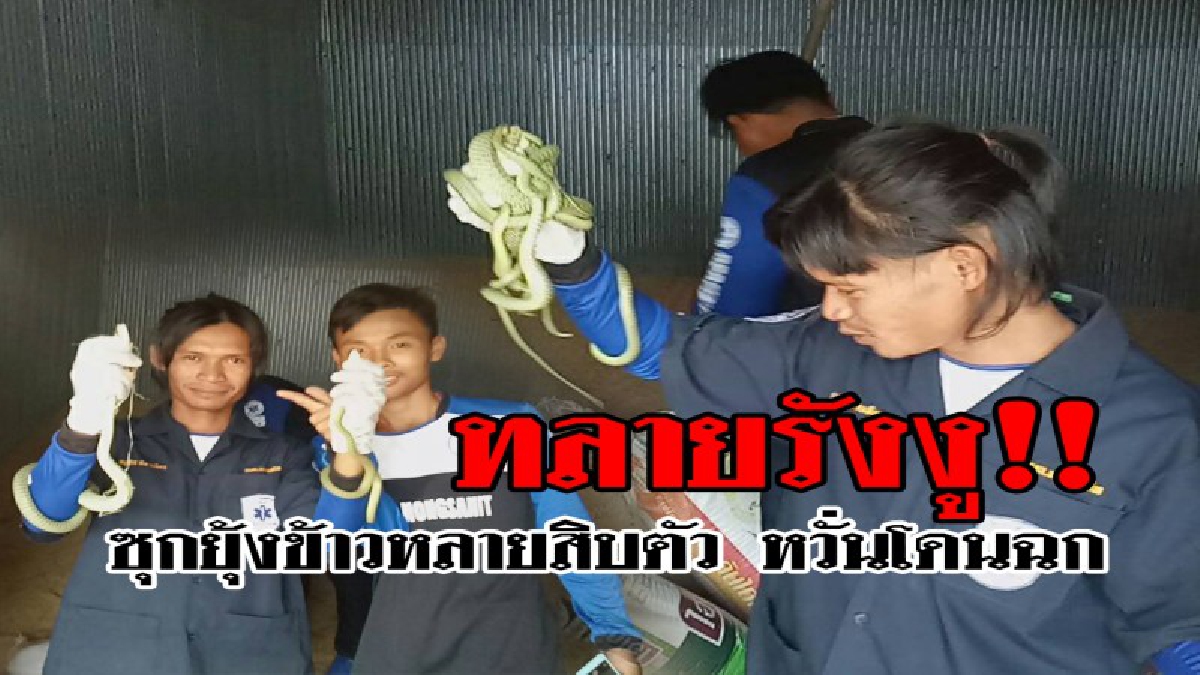 ถึงกับผงะ!! ชาวนาเมืองช้าง พบงูเขียวกว่า 10 ตัวซุกในกระสอบพันธุ์ข้าวเปลือก โร่แจ้งกู้ชีพตำบลหนองสนิท ช่วยจับ (ชมคลิป)