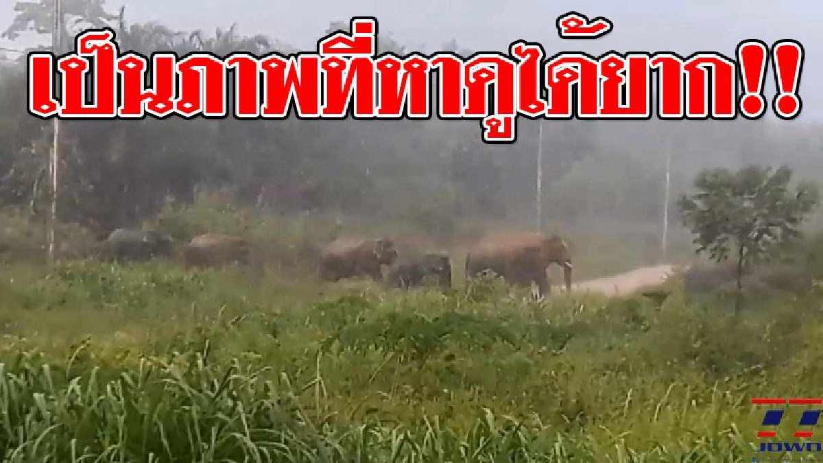 โอ้แม่เจ้า ! เห็นชัดเต็ม 2 ตา ช้างป่ากว่า 50 ตัว พากันเดินเล่นฝ่าสายฝน ก่อนข้ามถนนออกจากป่าไปยังแหล่งอาหาร!?? (ชมคลิป)
