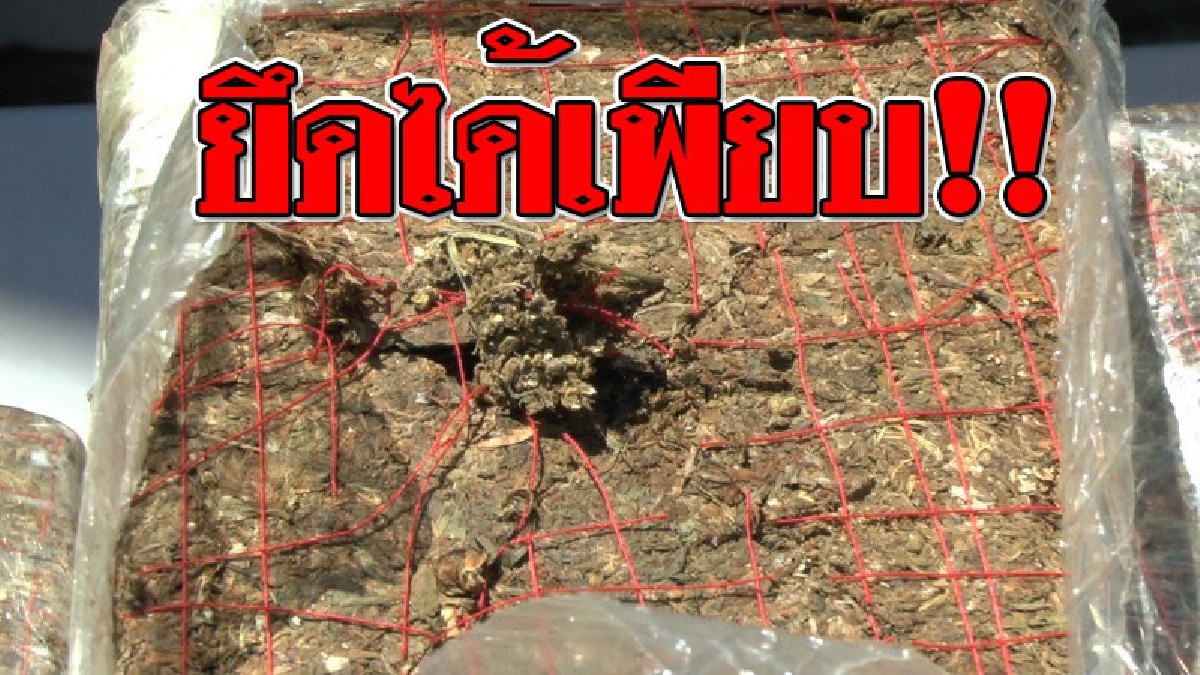 ทำชั่วไม่กลัวบาป ! ตร.สภ.บ้านเดื่อ อำเภอเมืองหนองคาย ยึดกัญชากว่า 1 ตัน มูลค่ากว่า 20 ล้านบาท!?? (ชมคลิป)