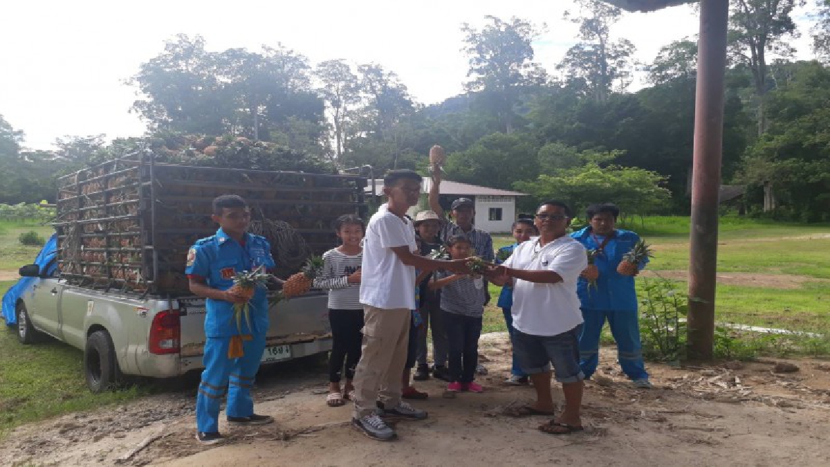 คนไม่ซื้อเอาไปเลี้ยงช้าง สับปะรดตราดสีทองแย่ ราคาตกต่ำ (คลิป)