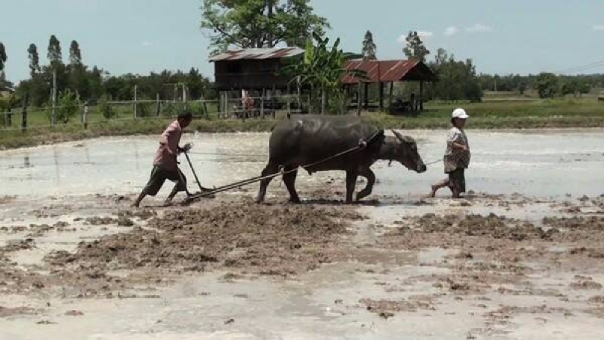 ขอสุขแบบพอเพียง!!อดีตนายทหารหันมาทำนาแบบดั้งเดิมโดยใช้ควายไถนาเพื่อเป็นการอนุรักษ์วิถีชีวิตชาวนาแบบดั้งเดิม