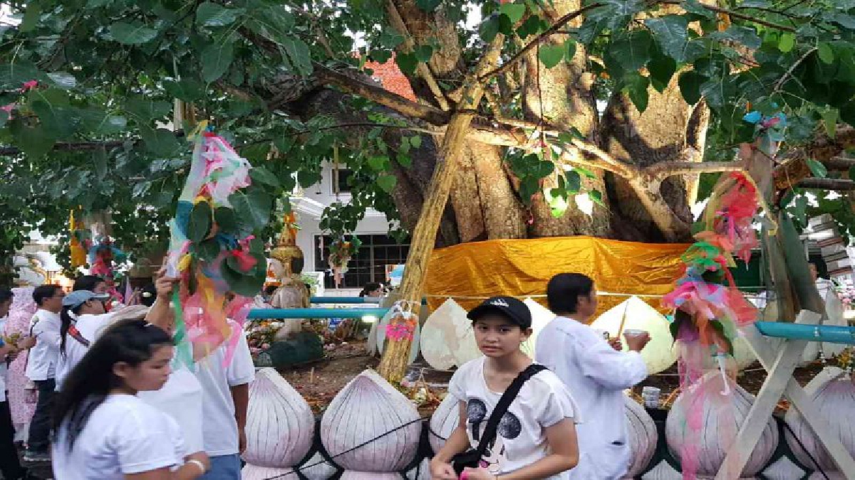 ประเพณีแห่นมสดรดถวายต้นศรีมหาโพธิ์ (แห่งเดียวในไทย) วัดพระธาตุดอยสะเก็ด ท่ามกลางสายฝนโปรยปราย