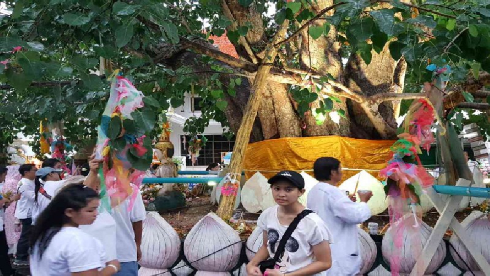 ประเพณีแห่นมสดรดถวายต้นศรีมหาโพธิ์ (แห่งเดียวในไทย) วัดพระธาตุดอยสะเก็ด ท่ามกลางสายฝนโปรยปราย