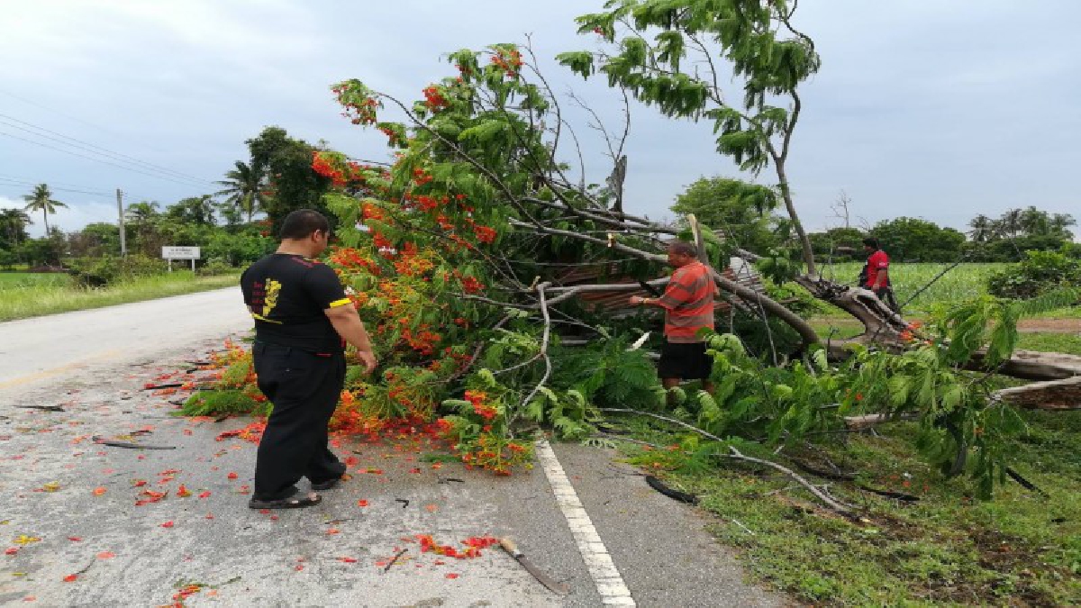 ฝนกระหน่ำซัดต้นไม้ขวางถนนสาย สวรรคโลก - ป่ากุมเกาะ