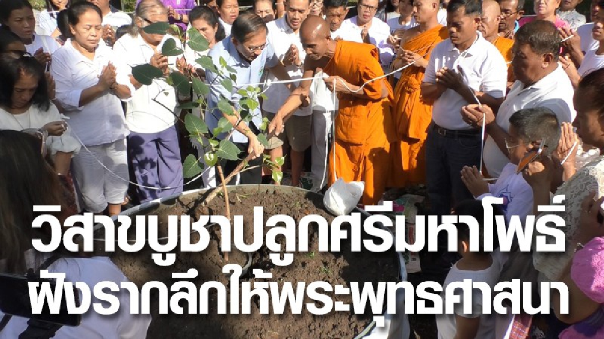 ชาวโคกกรวดโคราช..ฝังรากลึกให้พระพุทธศาสนา ด้วยการปลูกศรีมหาโพธิ์จากอินเดีย (ชมคลิป)