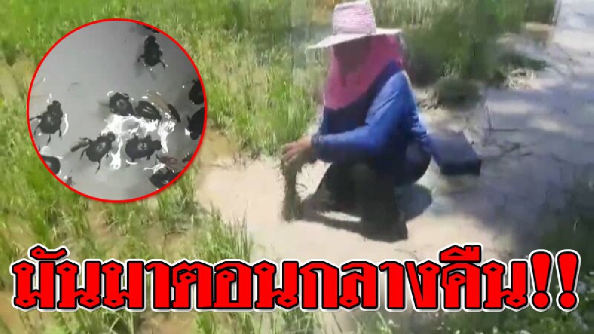 มันมาตอนกลางคืน!! พบมีแมงซัดดำอาละวาด? กัดกินต้นกล้าข้าวเสียหาย เกษตรกรเดือดร้อนหลายพื้นที่ ต่างเร่งกำจัดและซ่อมนาด่วน!! (ชมคลิป)