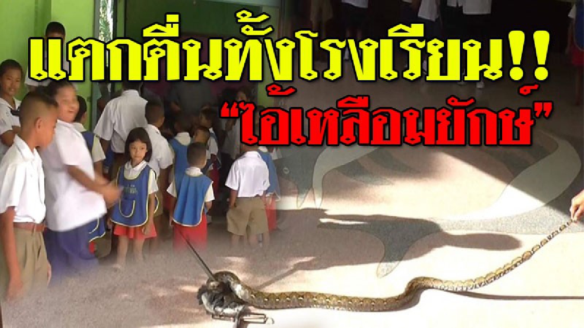 กรี๊ดสนั่นโรงเรียน ! ครูนั่งเฝ้า นร. ทำความสะอาด หลังโรงเรียนเพิ่งหยุด แต่กลับช็อก! เด็กร้องเสียงหลง วิ่งหน้าตื่นมาหา "ครูค่ะ..หนูเจองู"!??