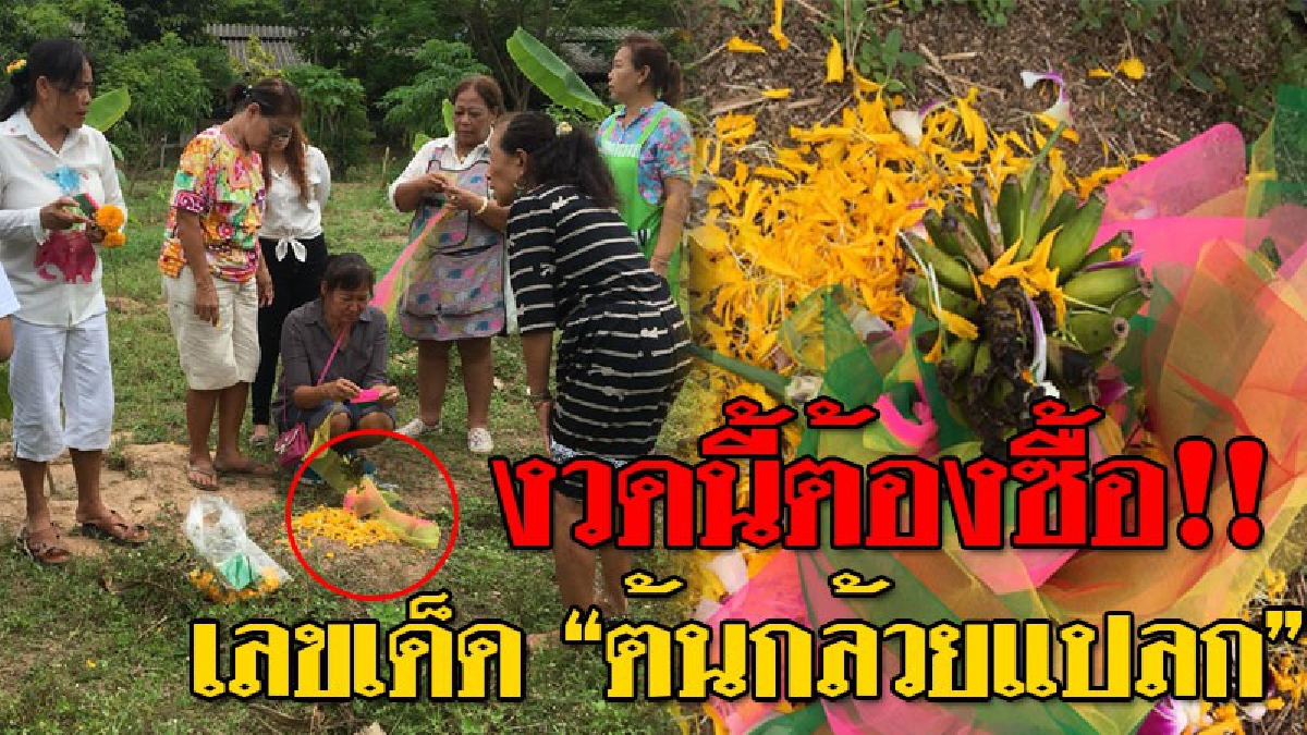 วันพระใหญ่..มาพร้อมโชค ! เซียนหวยสุดแปลกใจ หลังไหว้พระทำบุญเสร็จ เจอต้นกล้วยสุดแปลก "ไม่มีลำต้น" งานนี้ไม่พลาด? ส่องหาเลขเด็ดเสี่ยงโชค!?