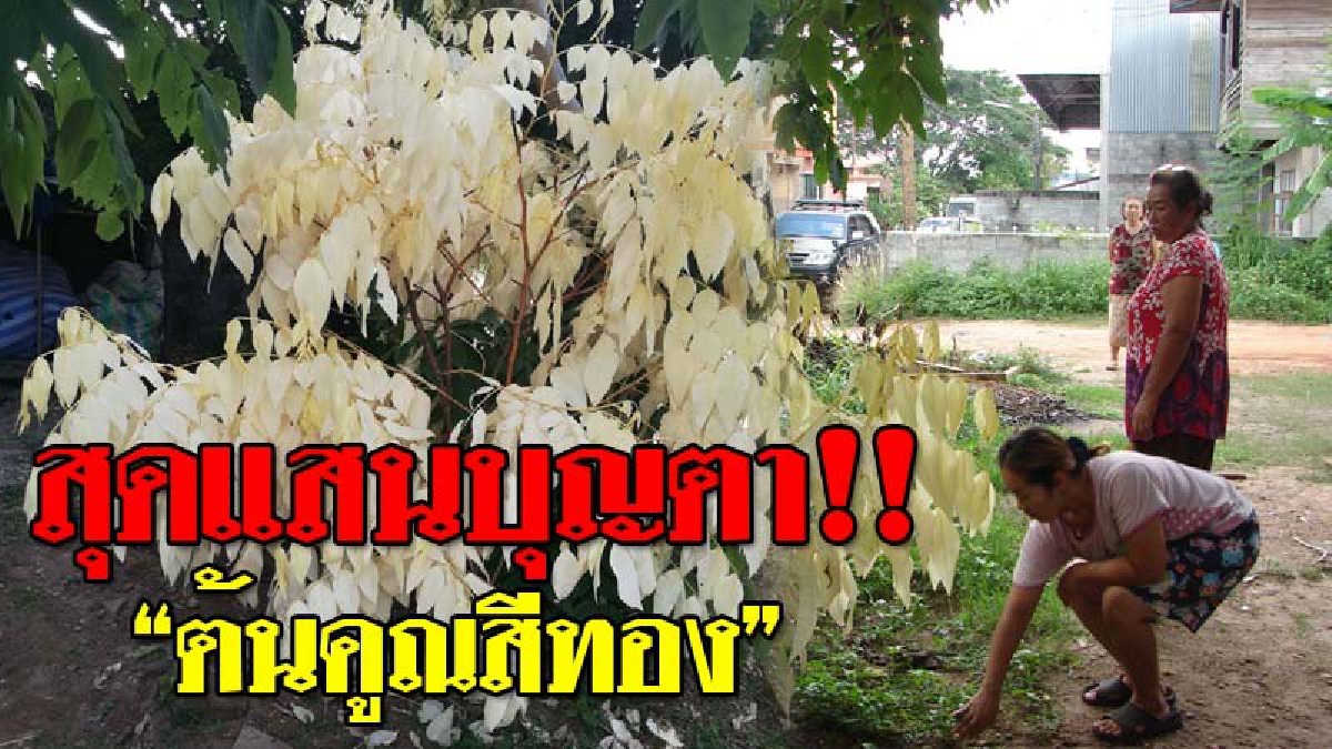 ใครยังไม่ได้เลข..รีบดู ! สะเทือนถึงคอหวย แปลกจนต้องอึ้ง "ต้นคูนสีทอง" ออกใบเป็นสีทองอร่าม? เล่นเอาเซียนหวยฮือฮา กราบไหว้ขอโชคเลขเด็ดด่วน!??