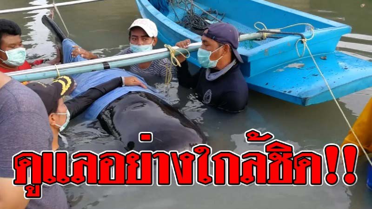 ยื้อสุดกำลัง ! จนท.ดูแลอย่างใกล้ชิด "วาฬนำร่องครีบสั้น" ที่เกยตื้นปากร่องน้ำคลองนาทับ ล่าสุดแพทย์ดูแลอย่างใกล้ชิดตลอด 24 ชั่วโมง!?