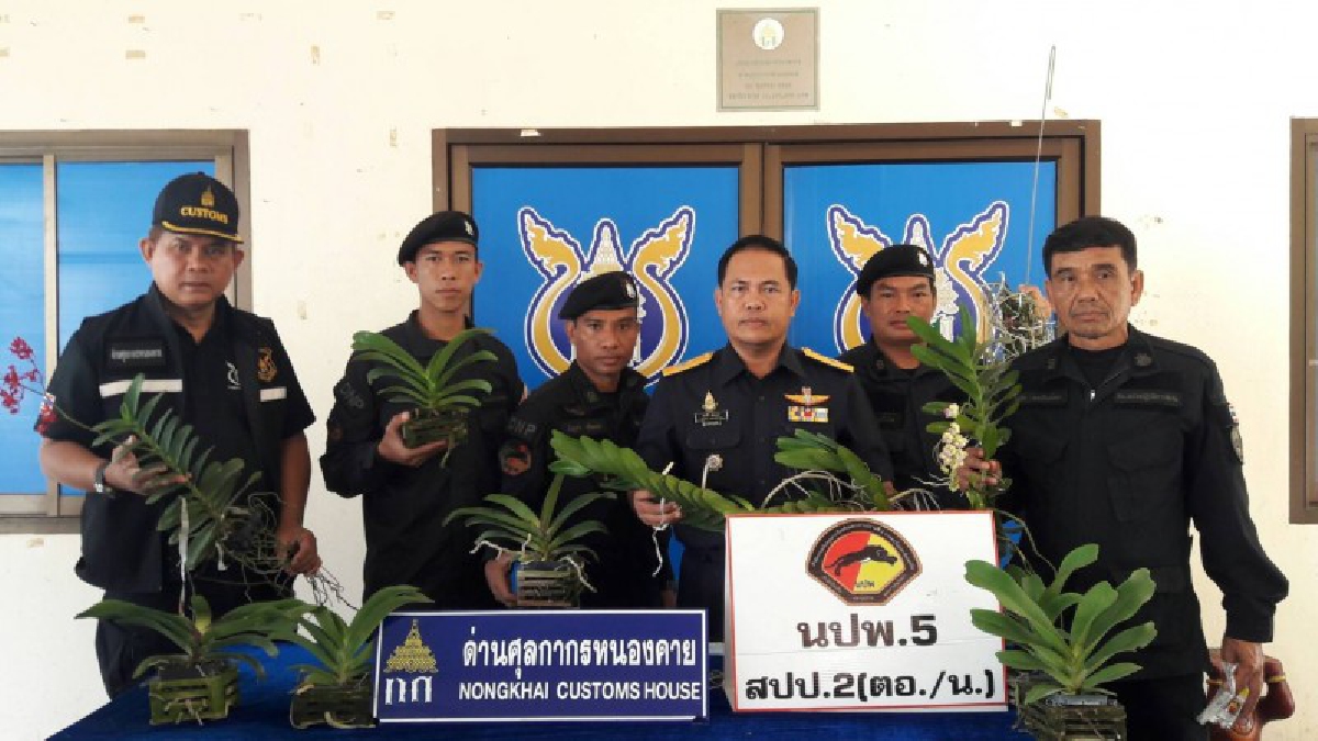 สวยแต่ผิดกฎหมาย!?? ศุลกากรหนองคาย ร่วมกับ นปพ.5 สปป.2 (ตอ./น.), ด่านตรวจพืชหนองคาย แถลงข่าวการตรวจยึดสินค้า กล้วยไม้ลักลอบมูลค่า 6 แสน