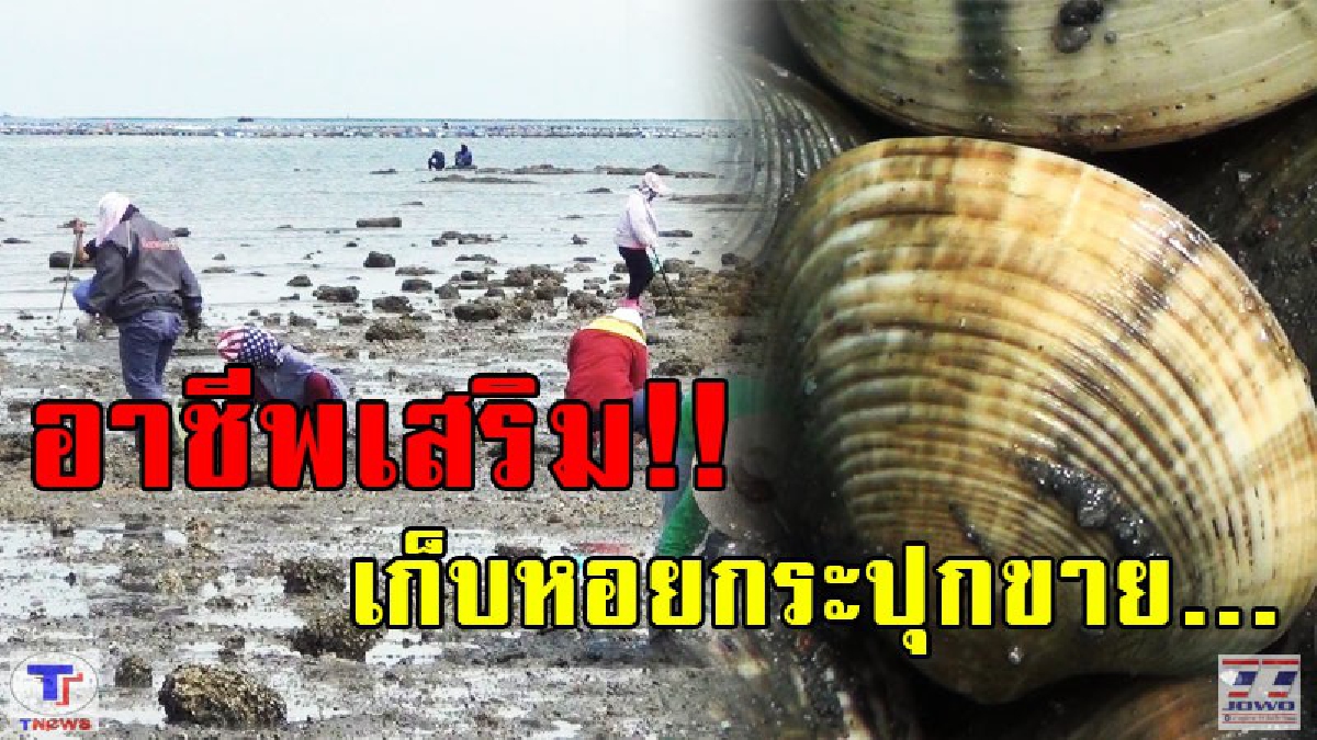 ยุคเศรษฐกิจฝืดเคือง ชาวบ้านพากันออกไปเก็บหอยกระปุกที่ริมชายทะเลศรีราชา หวังเก็บขายสร้างรายได้ (มีคลิป)