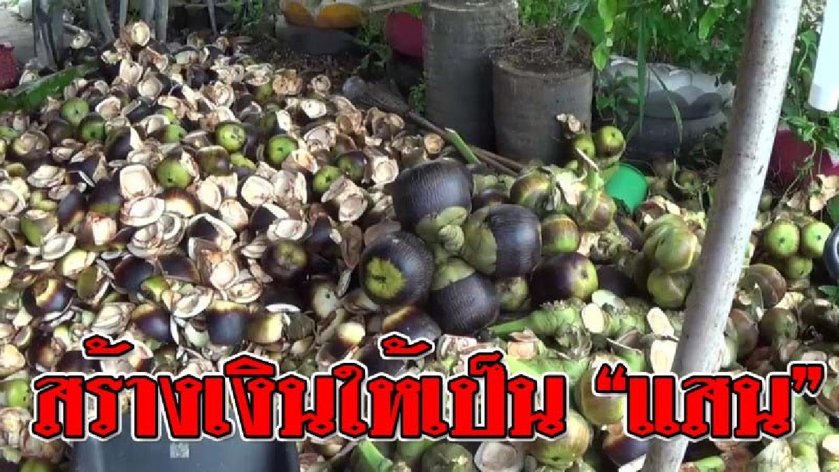 เงินแน่นกระเป๋า ! แม่ค้าตลาดเฉาะ ยิ้มกว้างรายได้เฉลี่ยเดือนละกว่า "แสน" บาท หลังเก็บลูกตาล มาขายกันแบบสดๆ!? (ชมคลิป)
