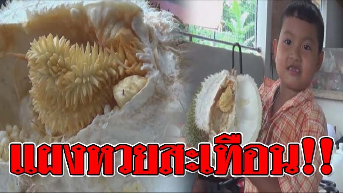 โลกนี้แสนแปลก ! รีบมาดูด่วน..ทุเรียน "ตั้งท้อง" สุดแปลกมีลูกอ่อนโผล่ในลูกทุเรียน? เซียนหวยไม่มีพลาดแห่ตีเลขเด็ด หวังได้โชคก้อนใหญ่!? (คลิป)